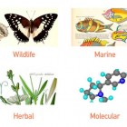 View "Best Scientific illustration services"