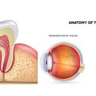 View "Medical Illustration Design Services"