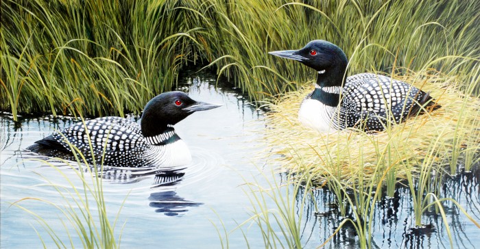 Still Water Loons