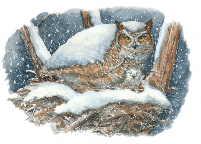 Owl Nesting