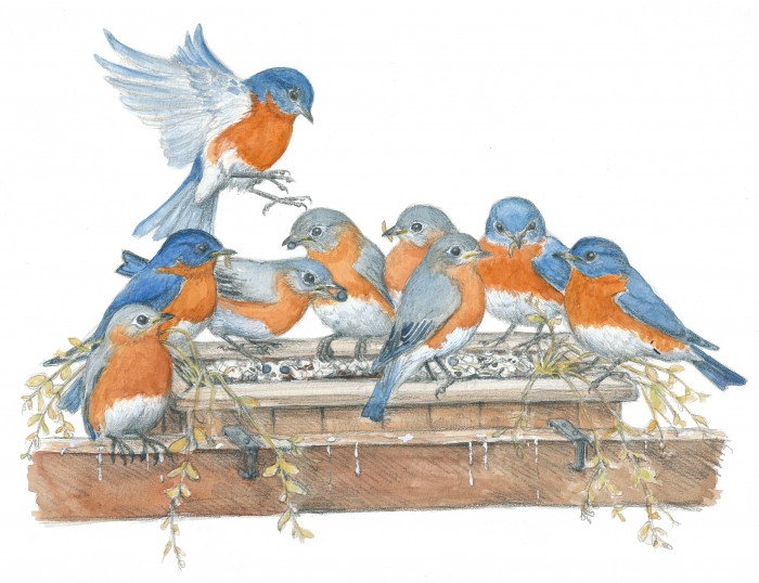 Bluebirds