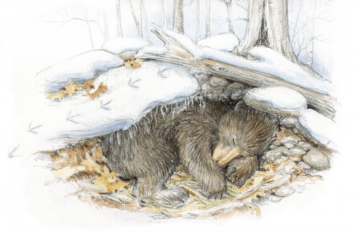 Winter Bear