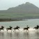 A Race Against the Tide- Dingle, Ireland